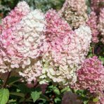 Hortenzia metlinatá (Hydrangea paniculata) ´SUNDAE FRAISE´® – výška 30-40 cm, kont. C3L
